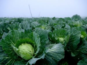 Κανόνες για την καλλιέργεια λευκού λάχανου στο ανοιχτό χωράφι