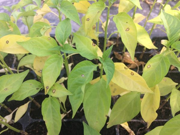 Diseases of pepper seedlings