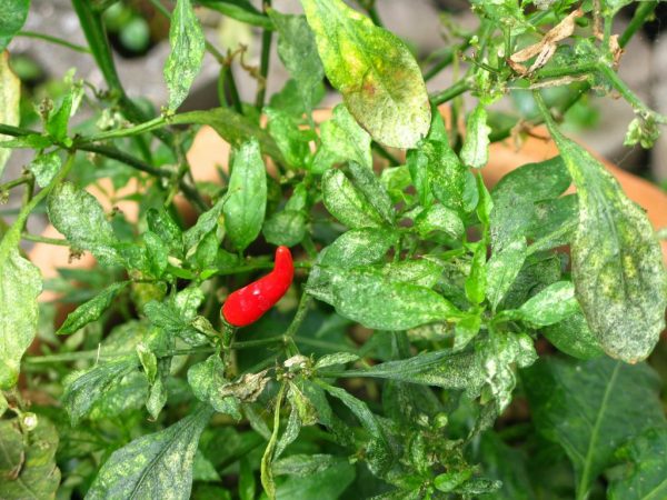 Diseases of sweet pepper and methods of dealing with them