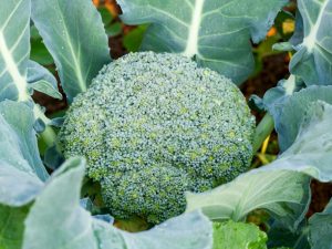 Beskrivning av broccoli-kålsort Fortuna