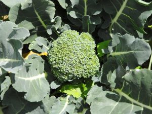 Beskrivning av Green Magic broccoli kål