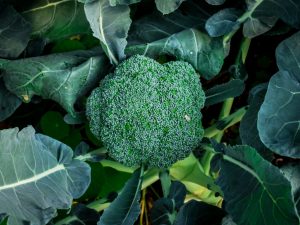 Descripción de la variedad de brócoli Macho F1