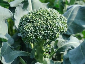 Beskrivning av broccoli kål Marathon f1