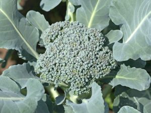 Het principe van het buiten kweken van broccoli