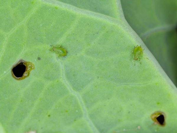 Andra växter hjälper till att bli av med bladlus