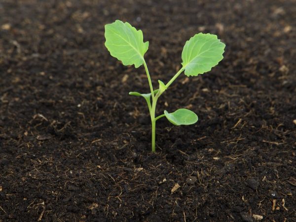 Hoe en hoe peperzaailingen te voeden voor groei