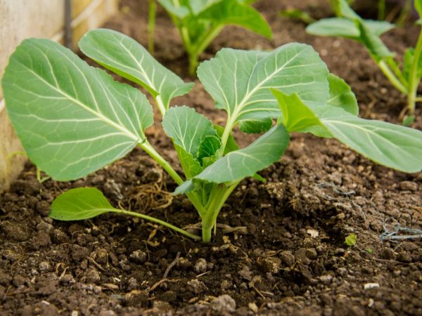 Superfosfaat verzadigt planten met voedingsstoffen