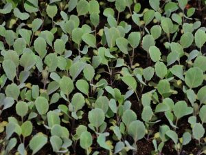 Καταπολέμηση του λάχανου blackleg