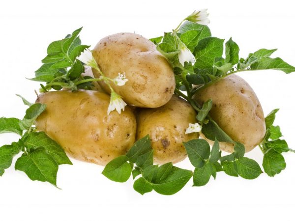 The best potato varieties for the Northwest region
