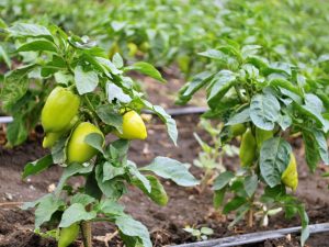Regler för bildandet av peppar i det öppna fältet