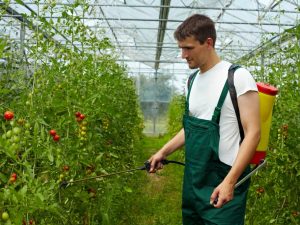 تطبيق مبيدات الفطريات على الطماطم