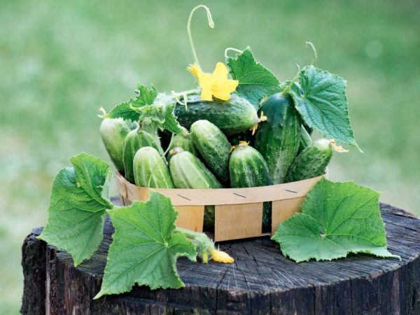 Galina Kizima's advies over het telen van komkommers