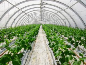 Användningen av hydroponics för att odla gurkor