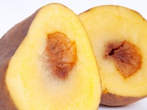 Odrůdy bramborové hniloby