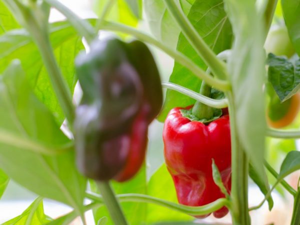 Characteristics of the Goliath pepper variety