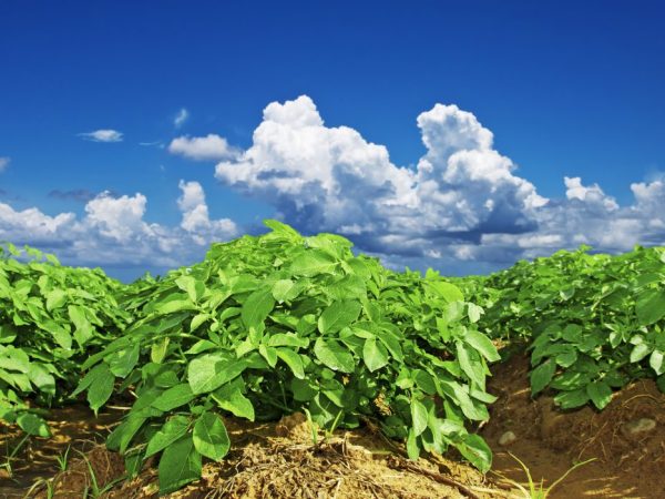 Η αρχή της ολλανδικής τεχνολογίας καλλιέργειας πατάτας