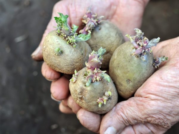 Potatoes can be planted in mid-March
