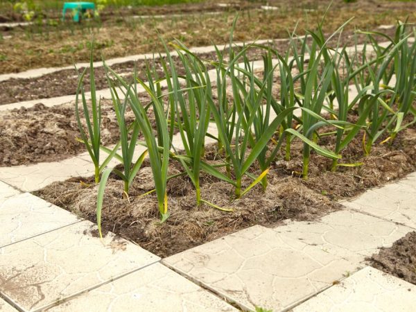 Good garlic on loose soil
