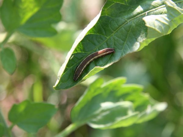 Μέθοδοι ελέγχου του Caterpillar στις ντομάτες