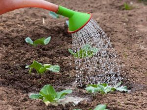 Hnojiva na bázi kvasnic pro krmení zelí