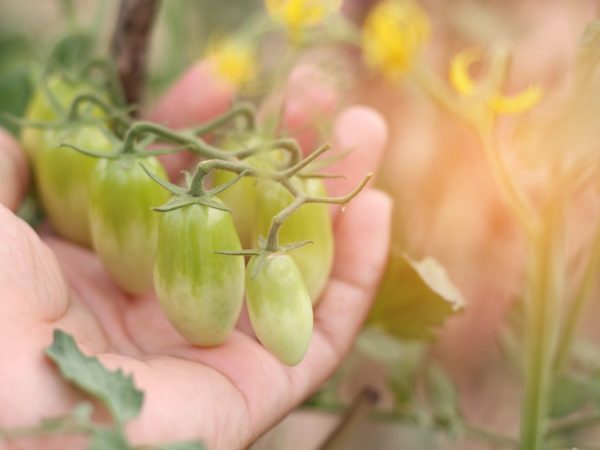 Regler för bearbetning av tomater i ett växthus