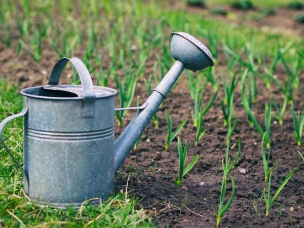 El fertilizante de levadura fortalecerá las raíces de las plantas