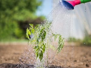 Regler för vattning av tomater i ett växthus