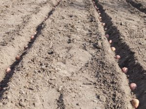 Making a potato planter for a walk-behind tractor with your own hands