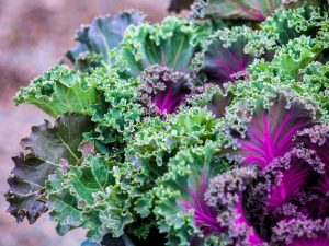 Περιγραφή του λάχανου Kale