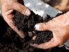 Aciditatea solului pentru castraveți