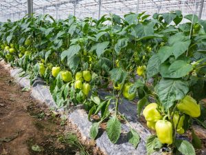 Planteringsregler för salladpeppar i Ural