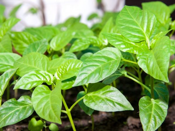 Rules for planting pepper for seedlings in the Moscow region