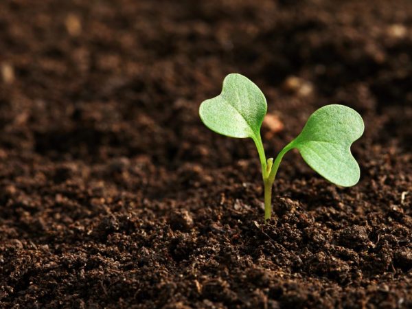 La calidad del suelo juega un papel importante en el desarrollo de las plantas.