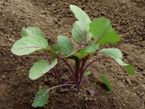 Φύτευση λαχανάκια Βρυξελλών για φυτά