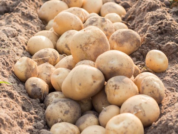 Características de las patatas Kolobok