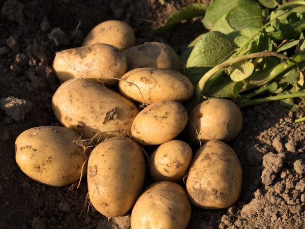 Características de las patatas Labadia