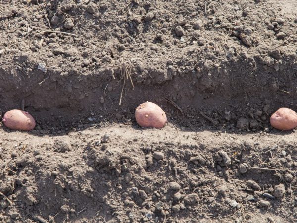 Keep a distance when planting potatoes
