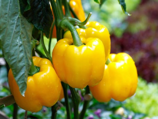 Description of the best varieties of sweet peppers