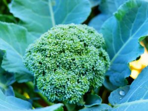 Los mejores híbridos y variedades de brócoli.