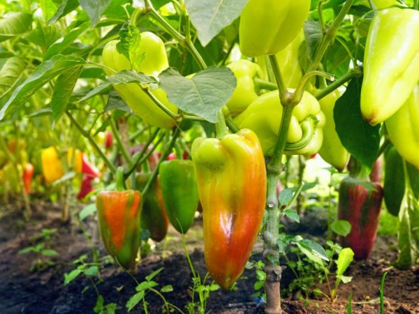 De bästa paprika för växthus i polykarbonat