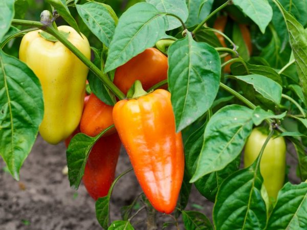 Characteristics of the Lyubov pepper variety