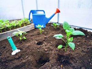 Avstånd vid plantering av paprika i ett växthus