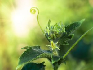 System för att beskära gurkor i ett växthus