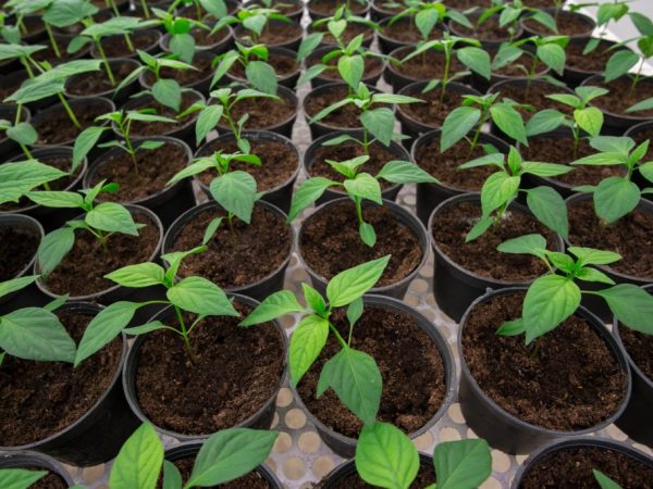 Maintain optimum seedling moisture