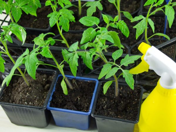 Pulverizarea va ajuta la dezvoltarea plantelor