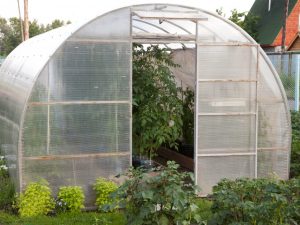 Používání skleníku pro sazenice rajčat