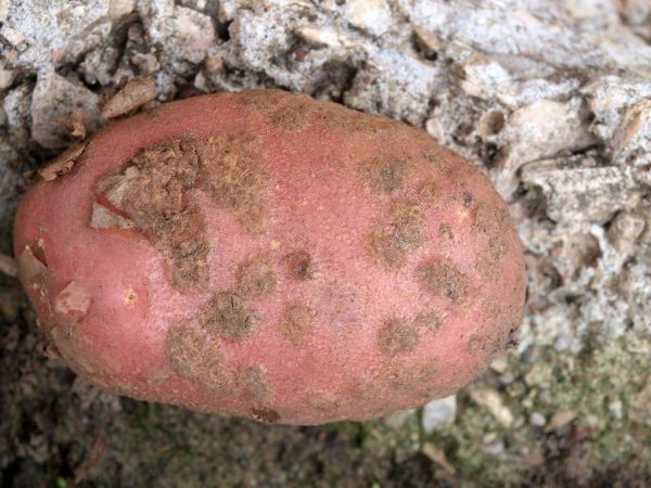 Potato scab and methods of dealing with it