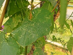 Příčina mramorových listů v okurkách