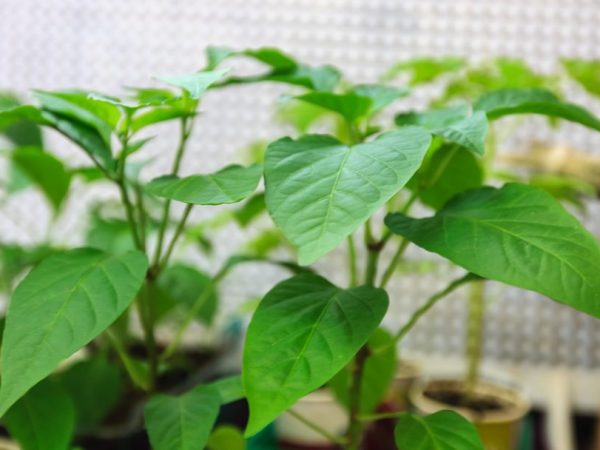 Korrekt vattning påverkar växternas utveckling