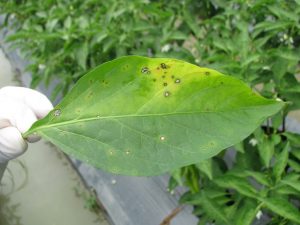 Příčiny pupínků na listech pepře